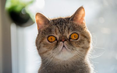 Endoparazitozele pisicilor