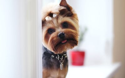 Îngrijirea pielii și părului la câini și pisici