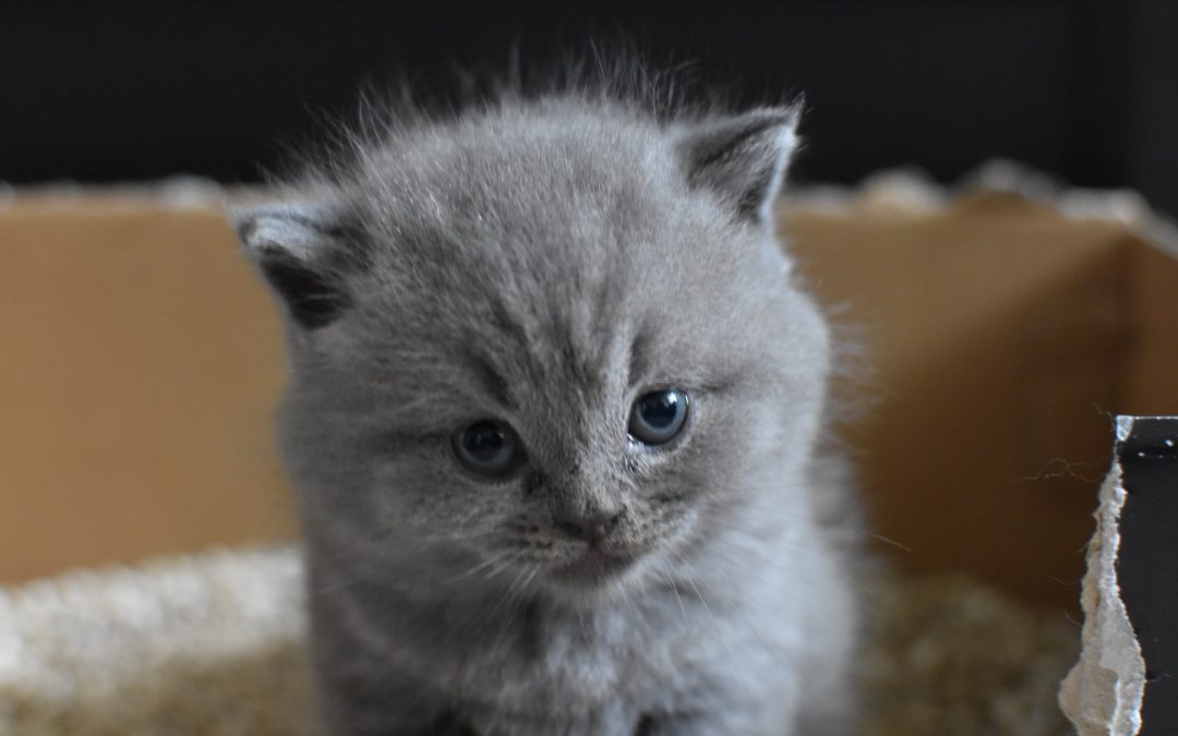 Osteocondrodisplazia specifică pisicilor din rasa Scottish Fold